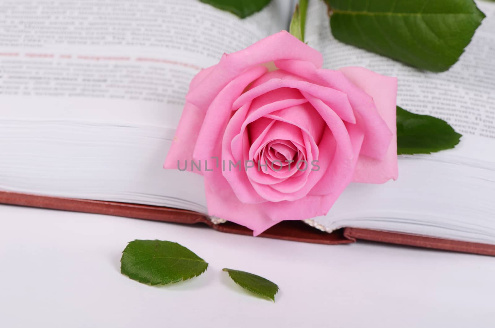 The rose on the book close up by SvetaVo