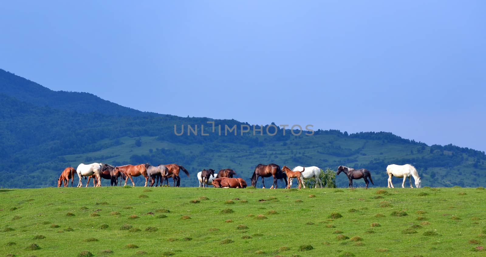 Countryside landscape with herd of horses