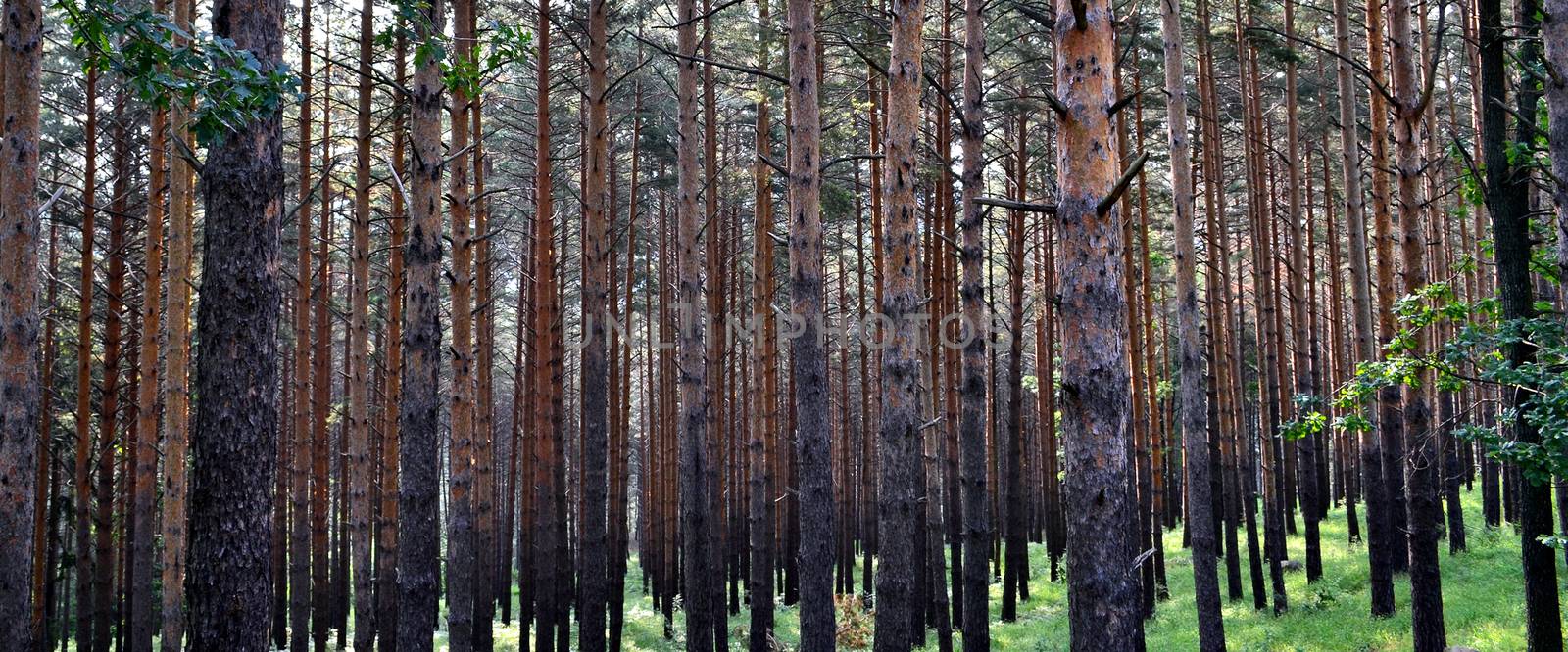 Fir trunks forest by hibrida13