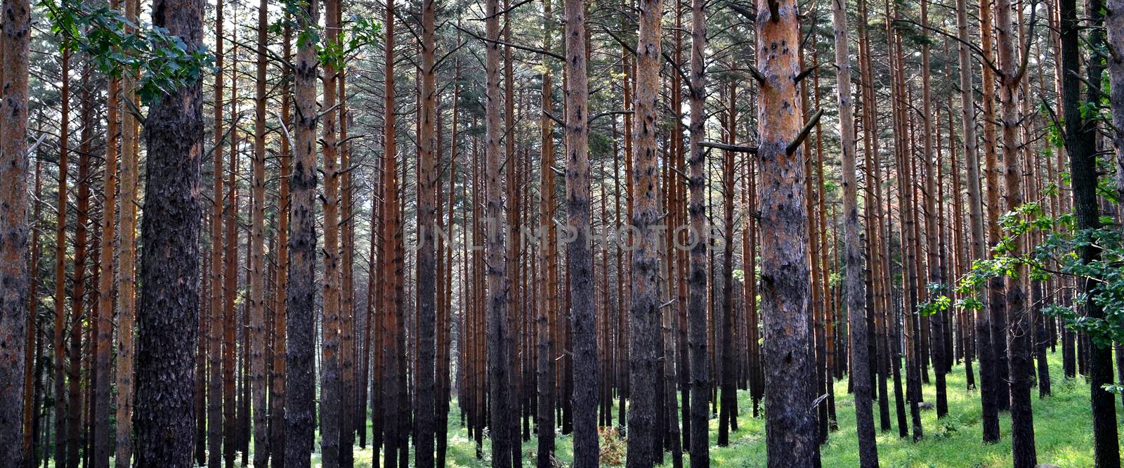 Fir trunks forest