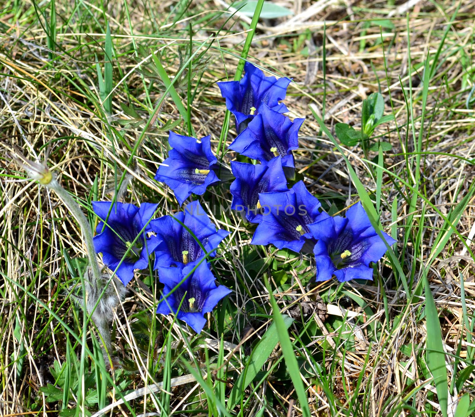 Gentiana flowers in alpine meadow by hibrida13