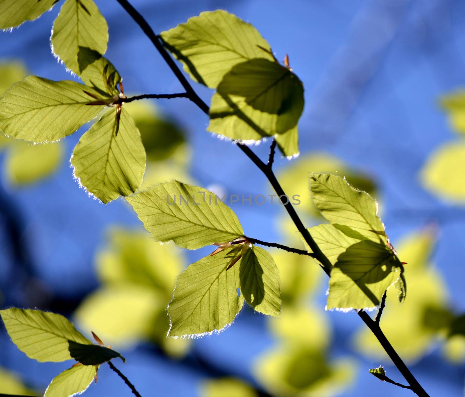 Green leaves on blue sky