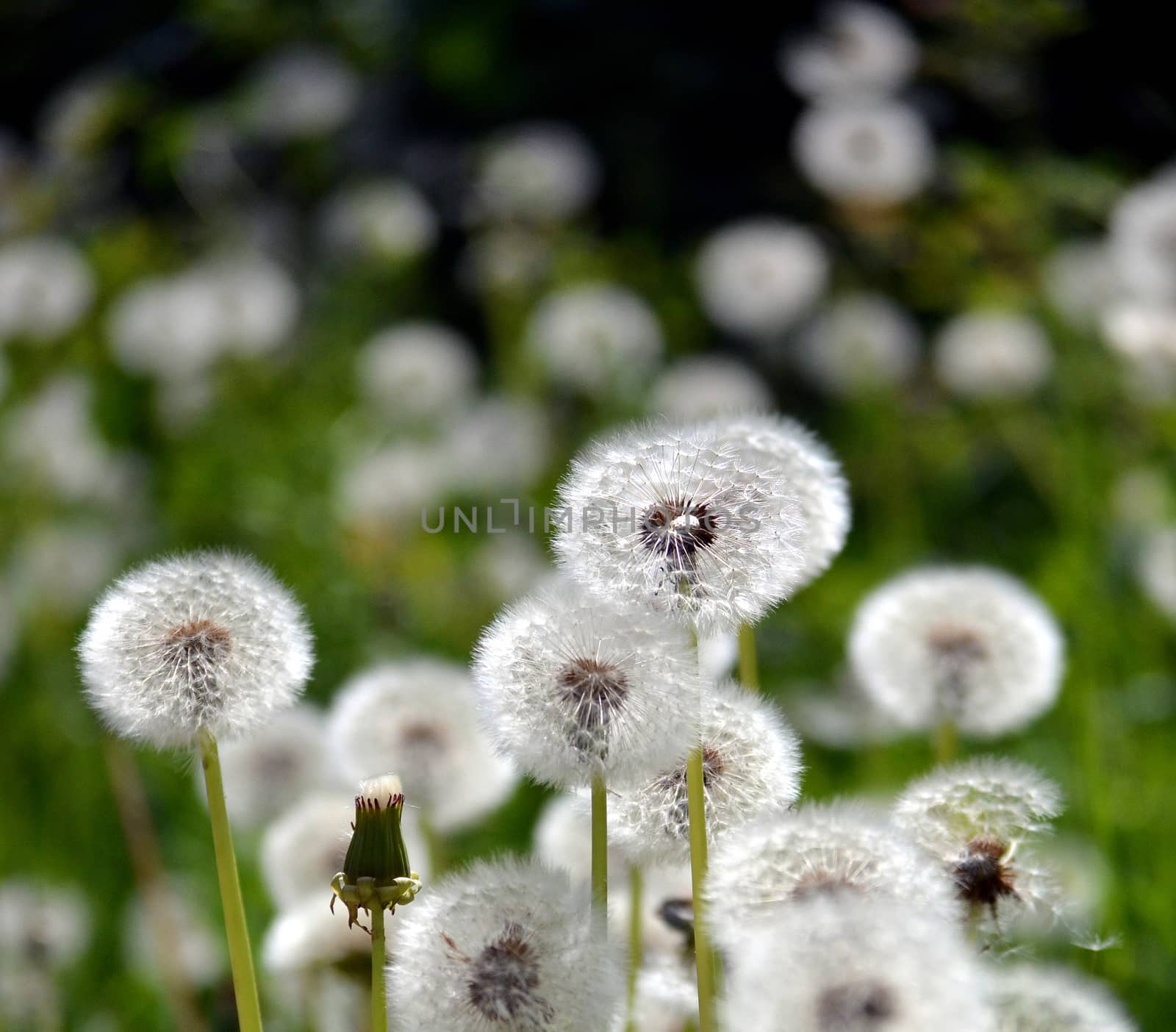 Old and new dandelions field on night