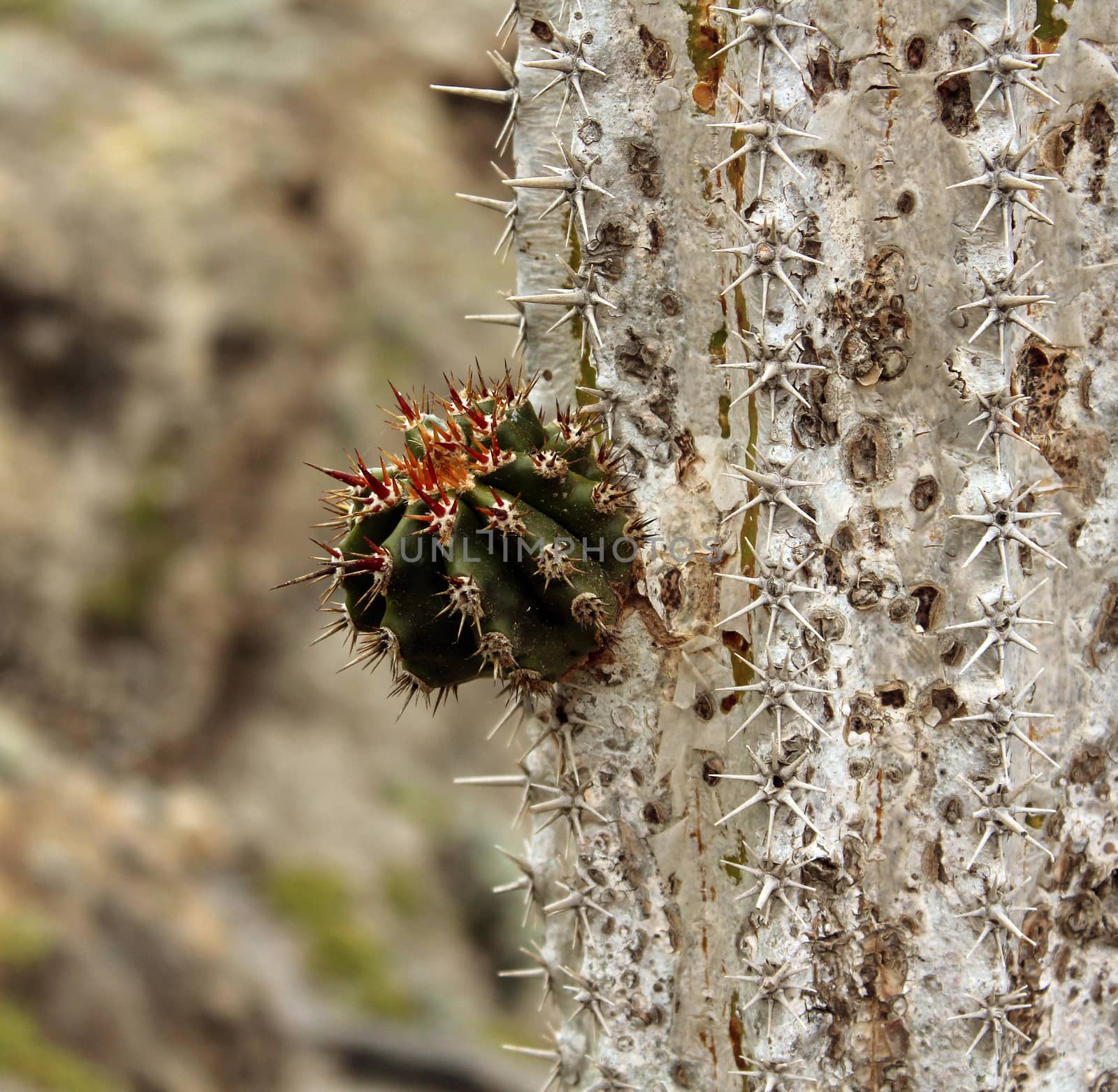 New meet old, Saguaro cactus with new arms growing.Carnegiea gigantea