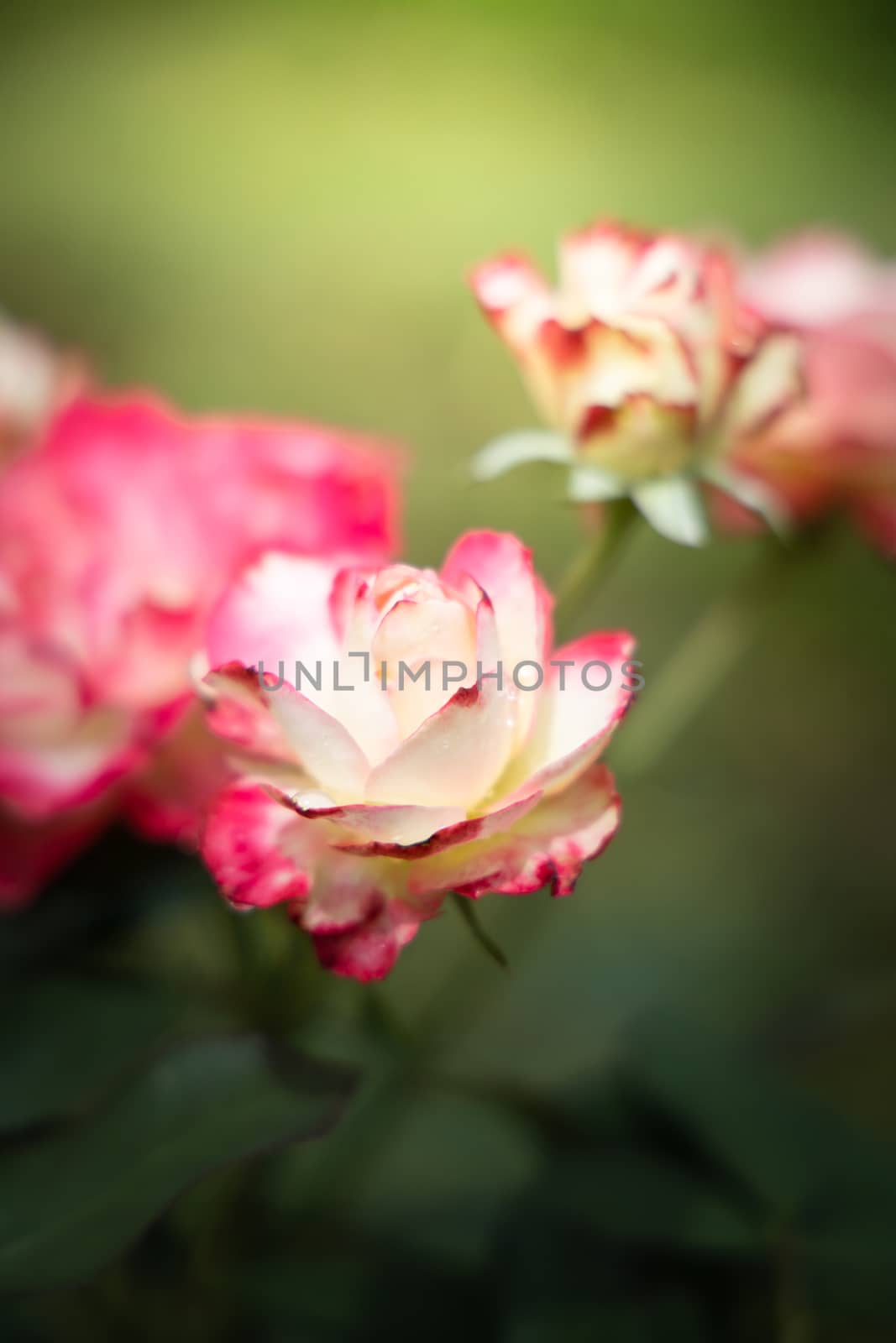 Roses in the garden  by teerawit