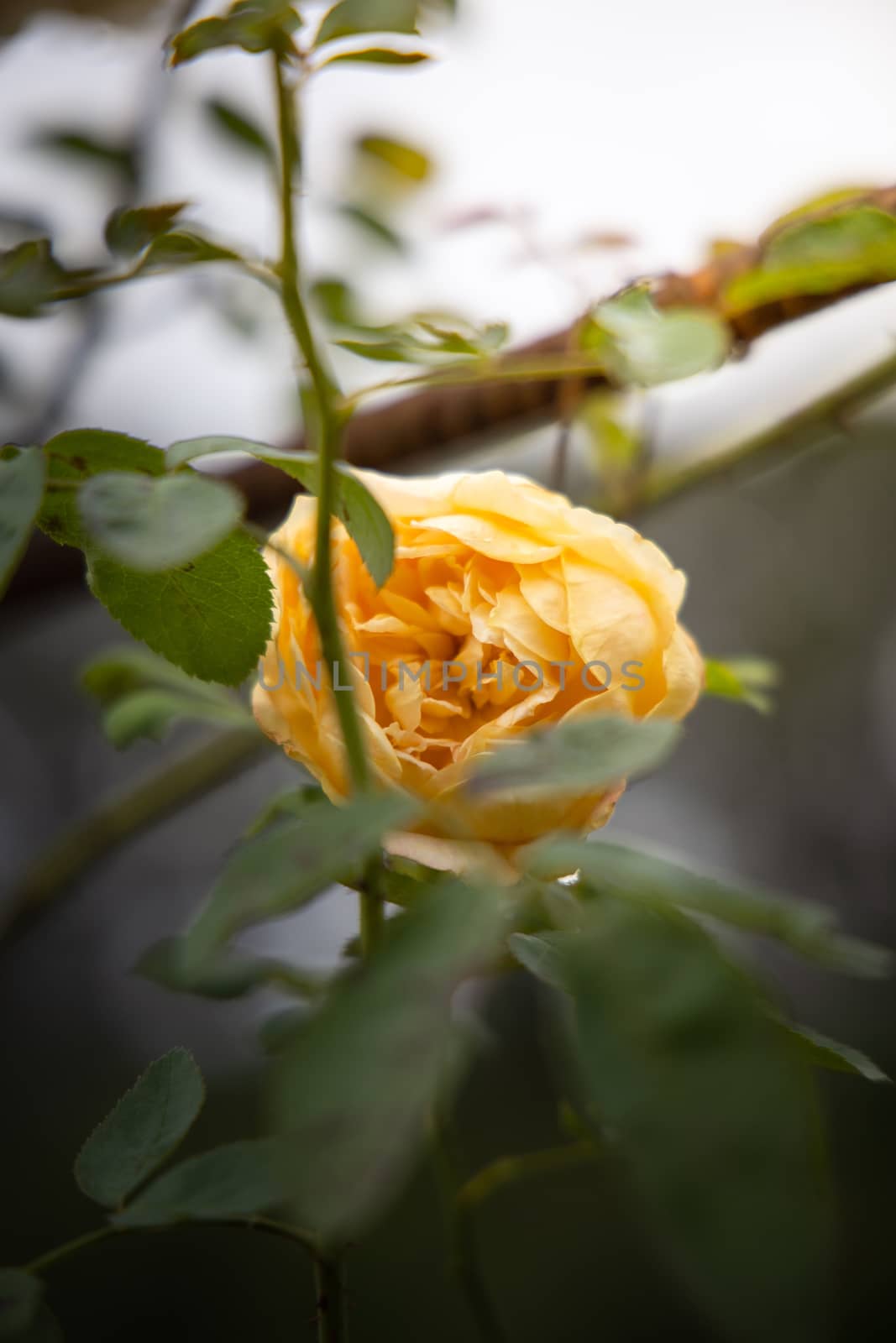 Roses in the garden, Roses are beautiful with a beautiful sunny day.