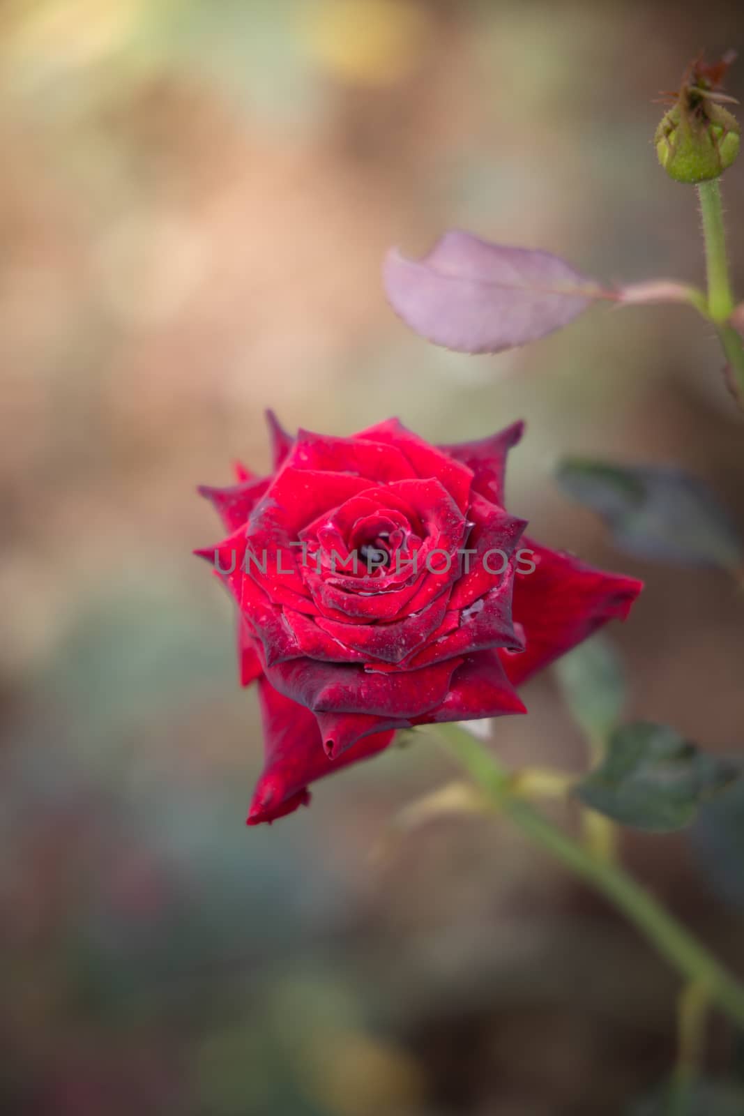 Roses in the garden, Roses are beautiful with a beautiful sunny day.