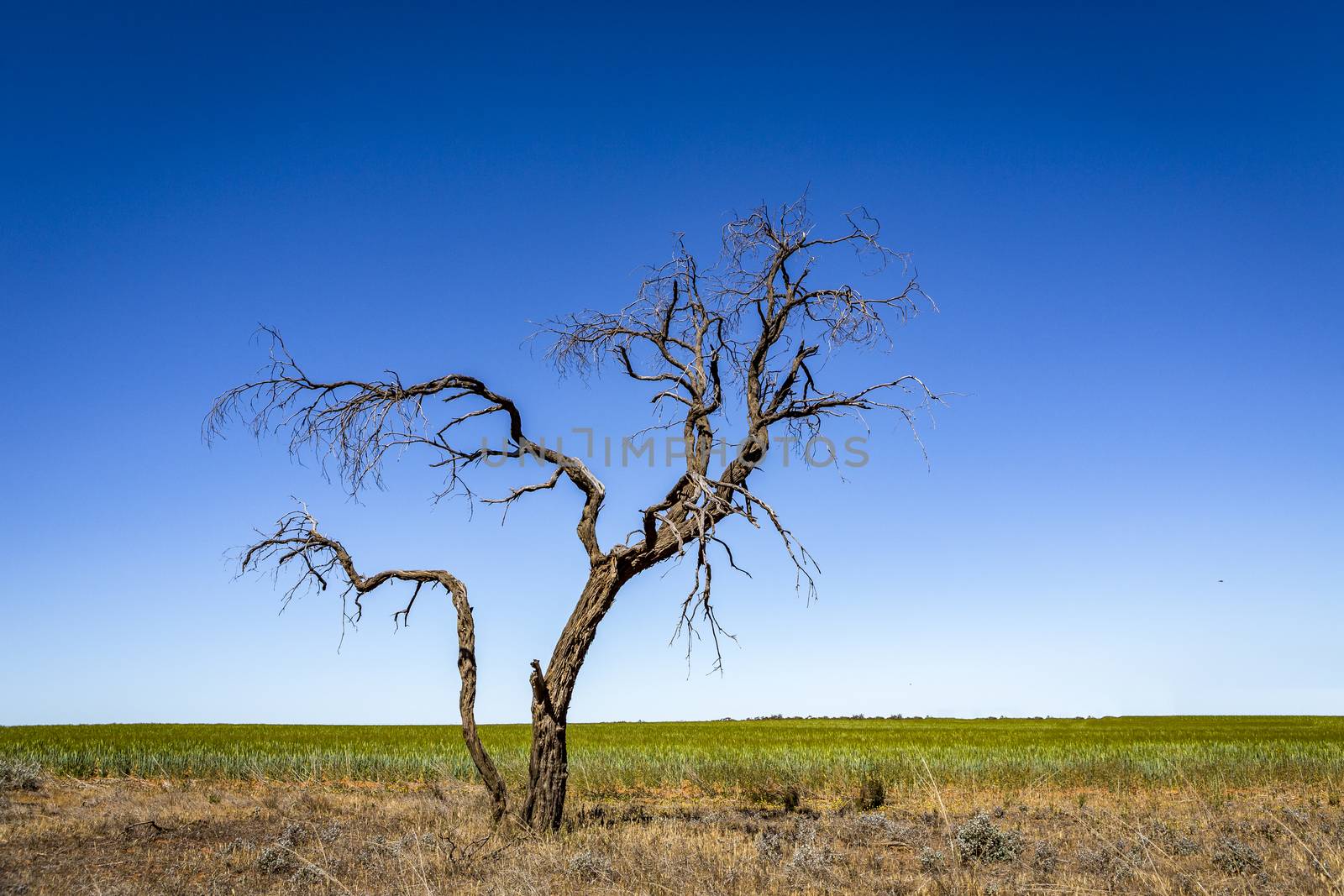 Lone tree under rich blue skies in outback Australia