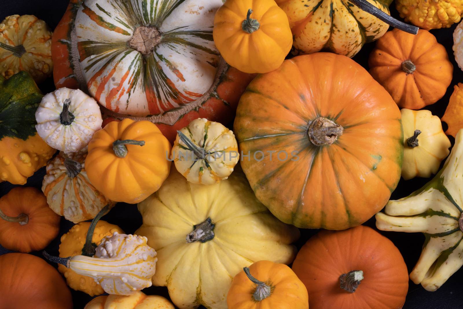 Assortiment of autumn harvested pumpkins in a heap background , Halloween holiday concept