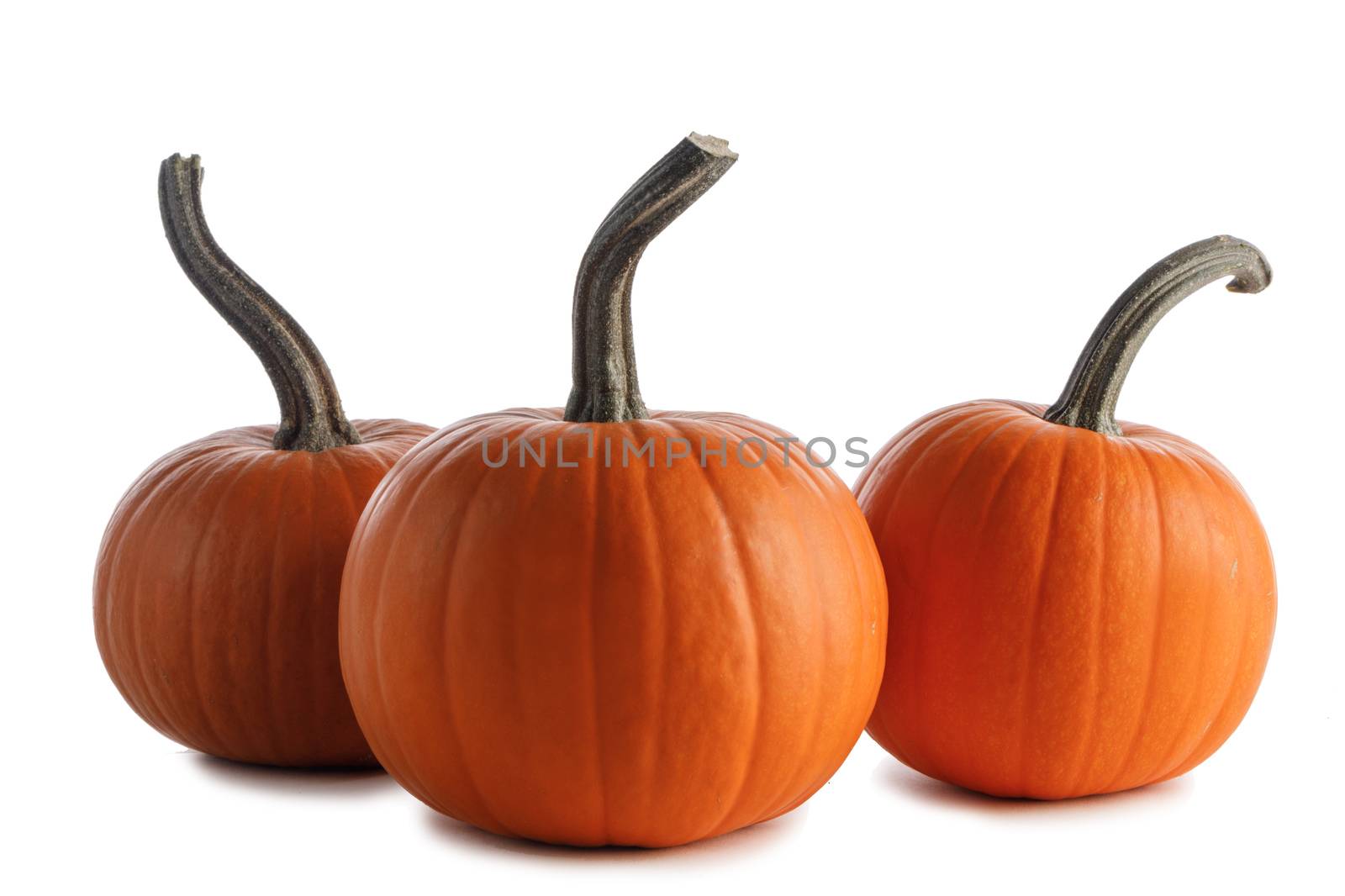 Three perfect orange pumpkins isolated on white background , Halloween concept