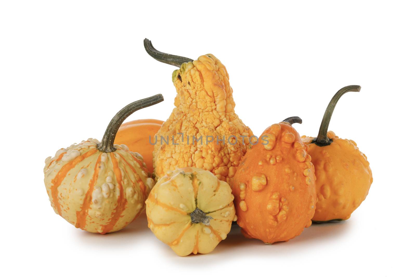 Assortiment of autumn harvested pumpkins isolated on white background , Halloween holiday concept