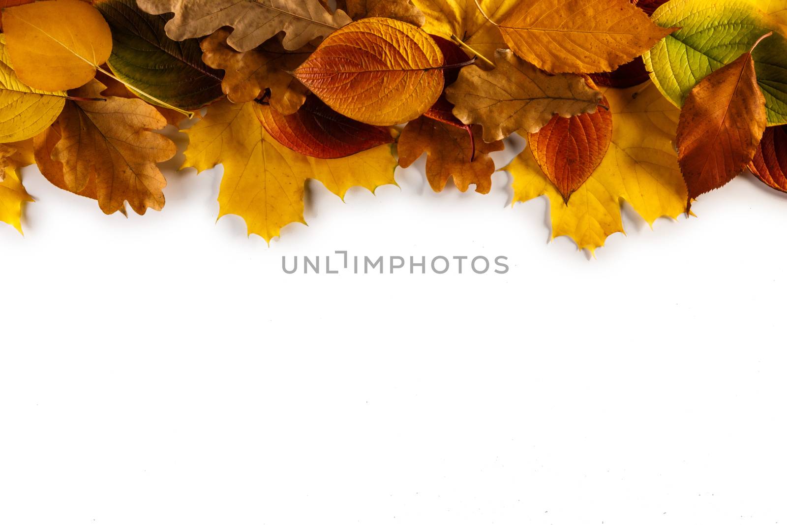 Autumn leaves frame by Yellowj