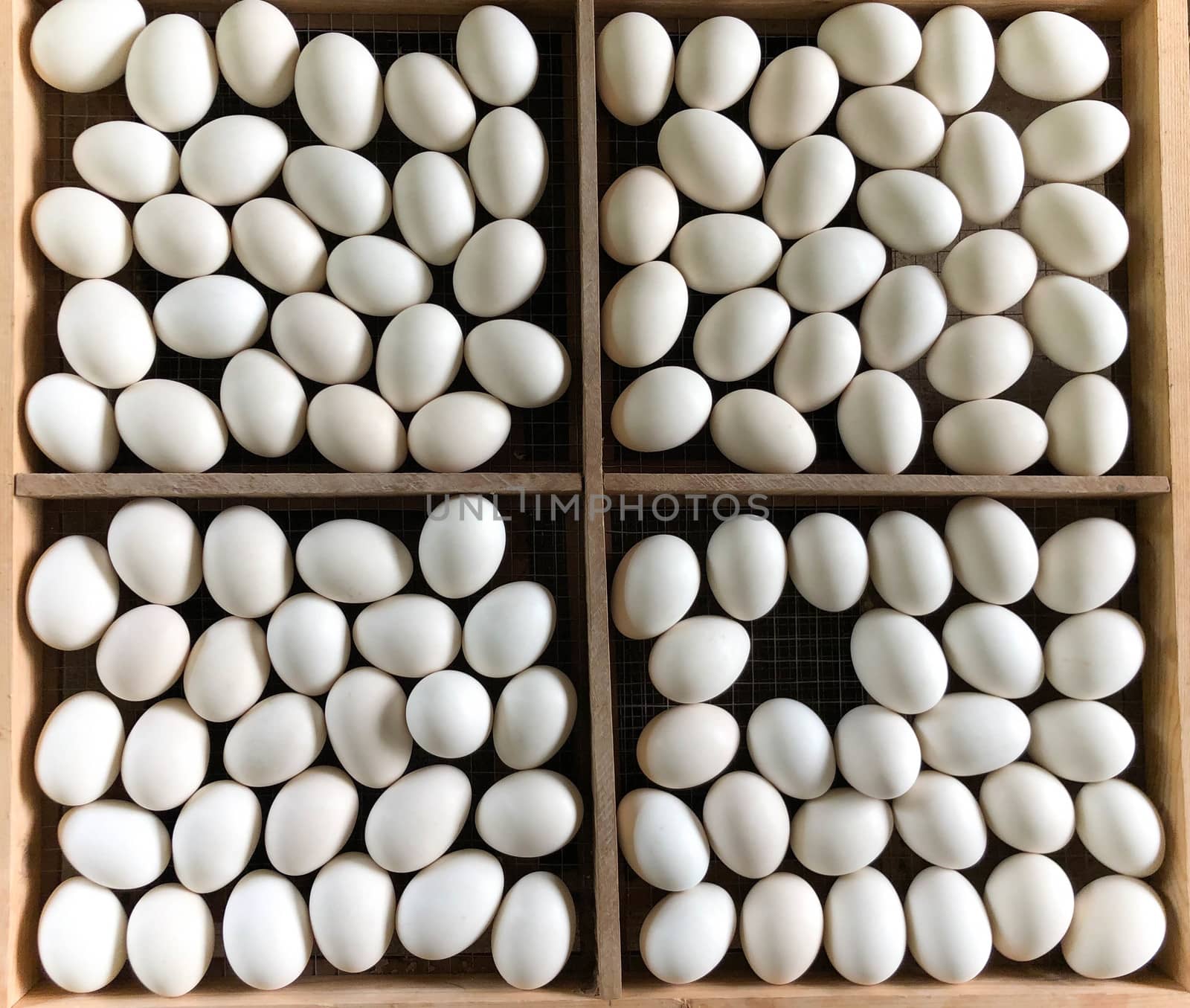 White duck eggs are in the panel wood by N_u_T