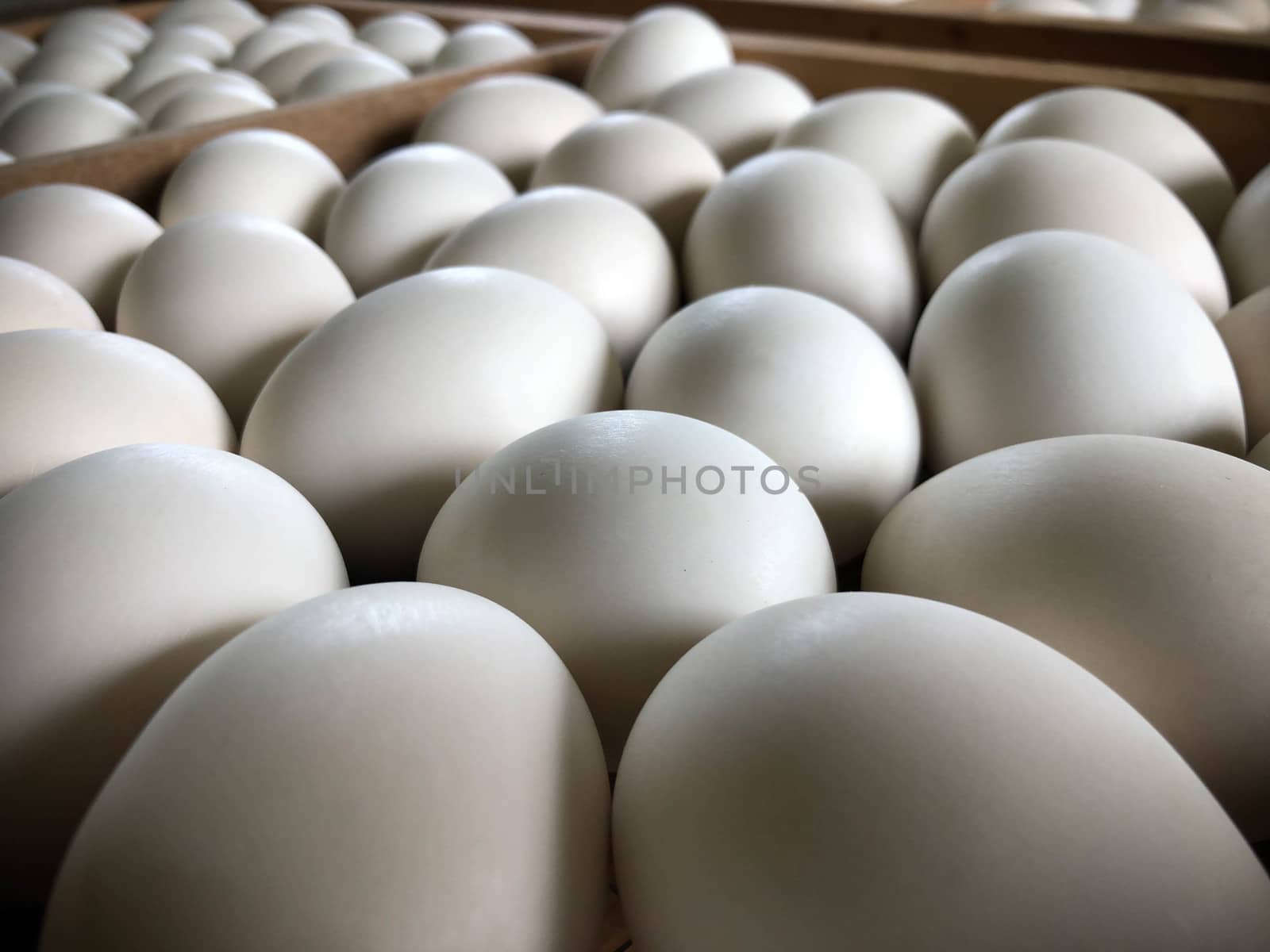 White duck eggs are in the panel wood