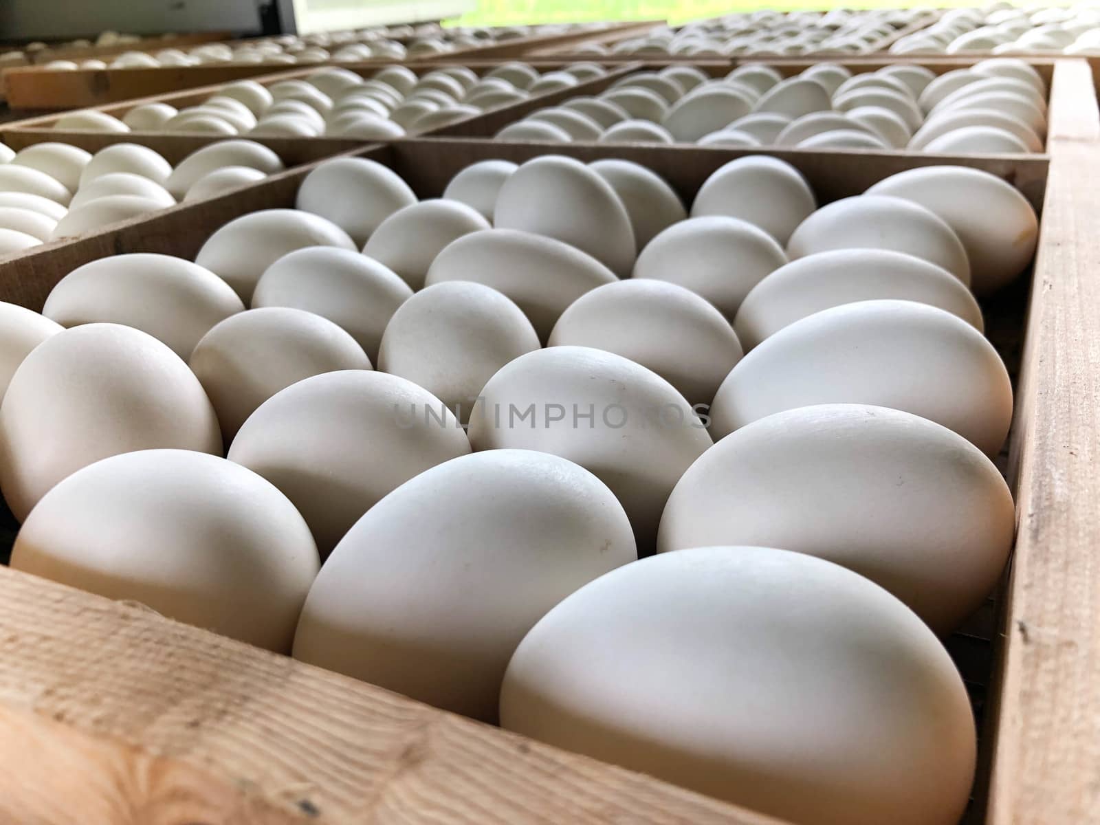White duck eggs are in the panel wood
