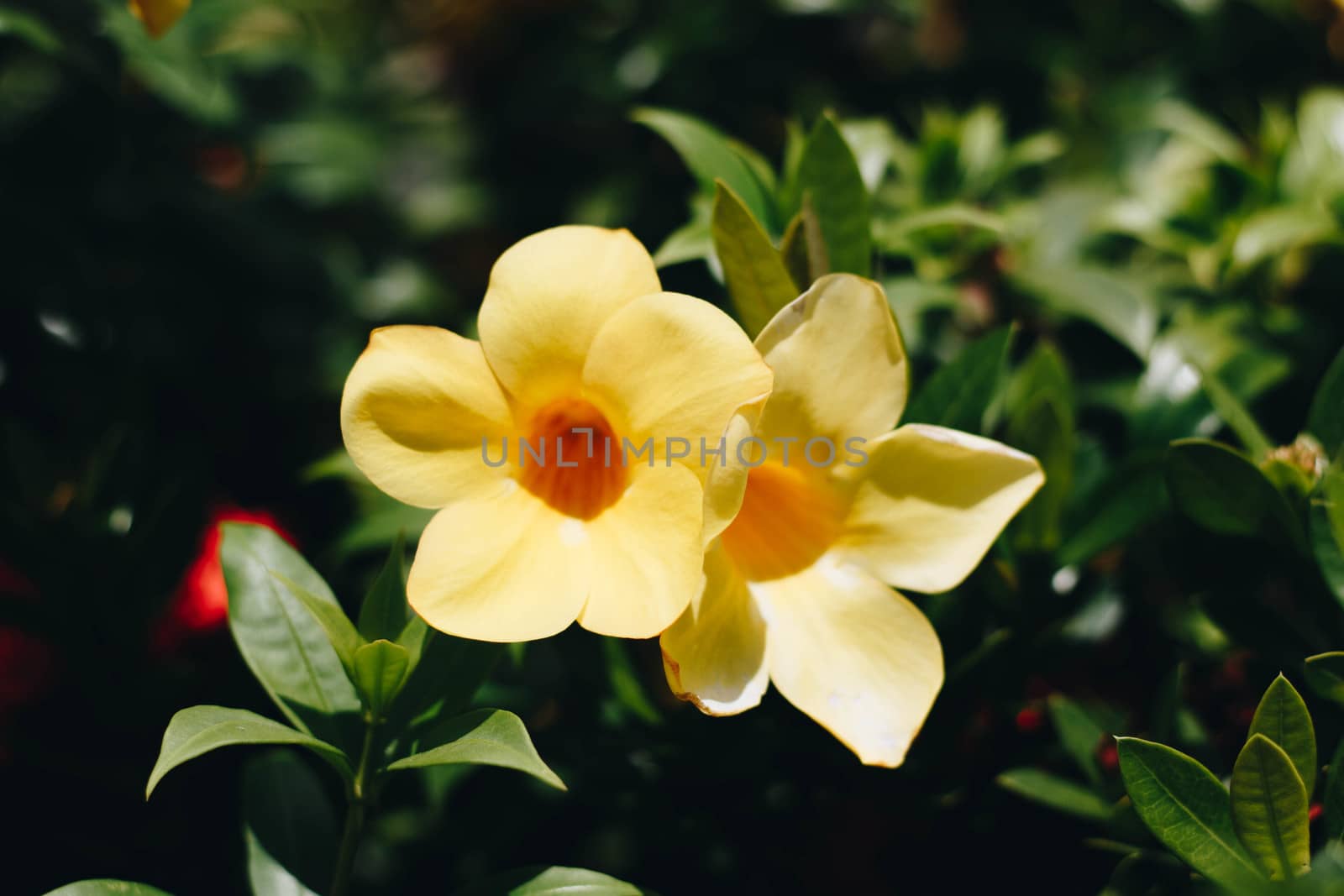 beautiful yellow Golden Trumpet flower or Allamanda Cathartica on green leaves