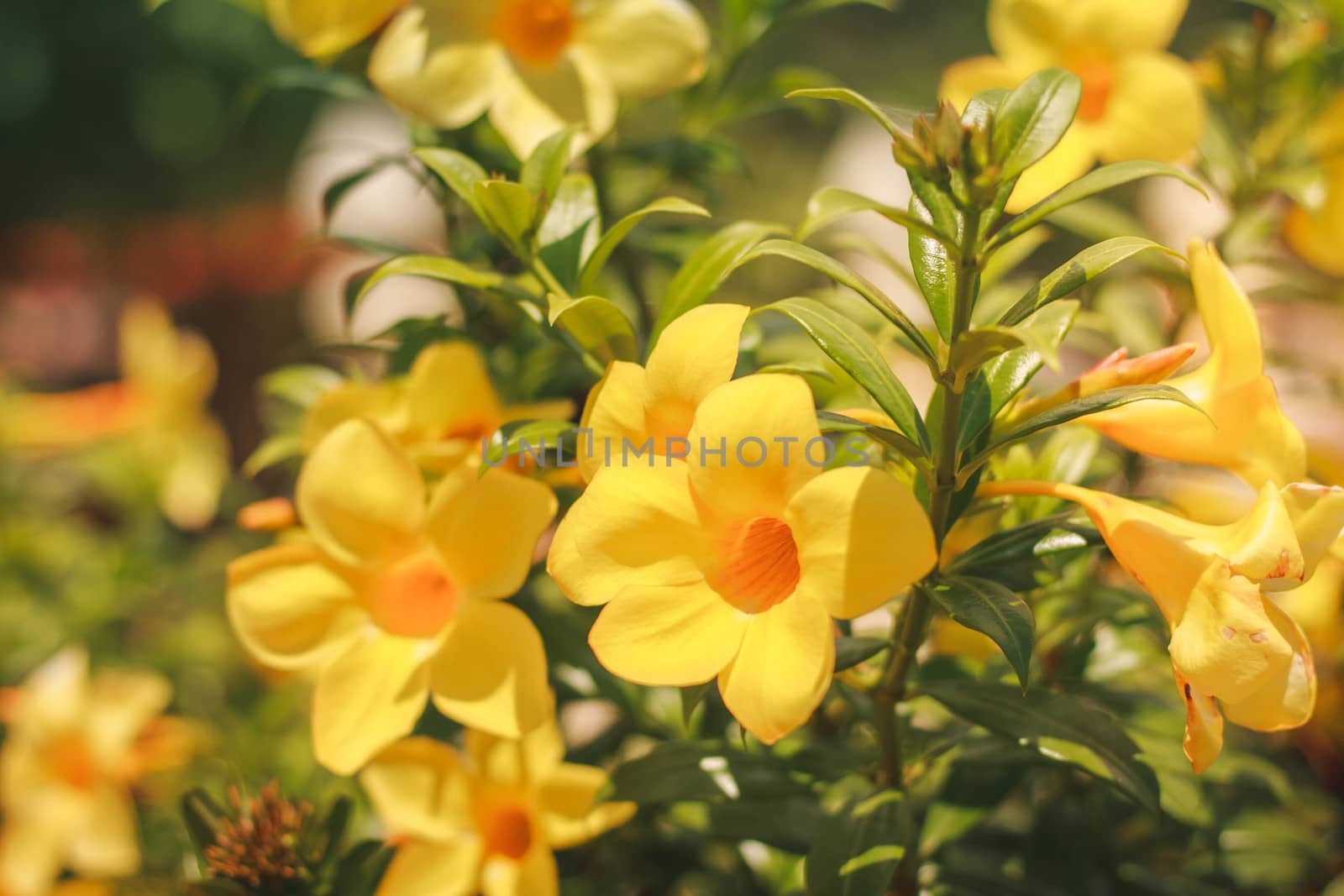 beautiful yellow Golden Trumpet flower or Allamanda Cathartica on green leaves by N_u_T