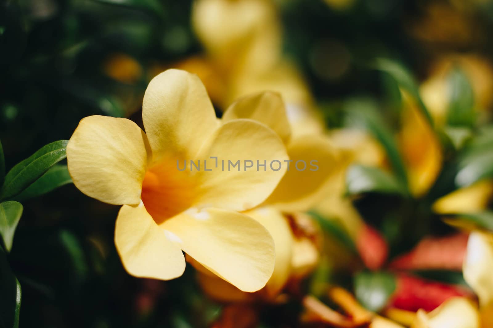 beautiful yellow Golden Trumpet flower or Allamanda Cathartica on green leaves by N_u_T