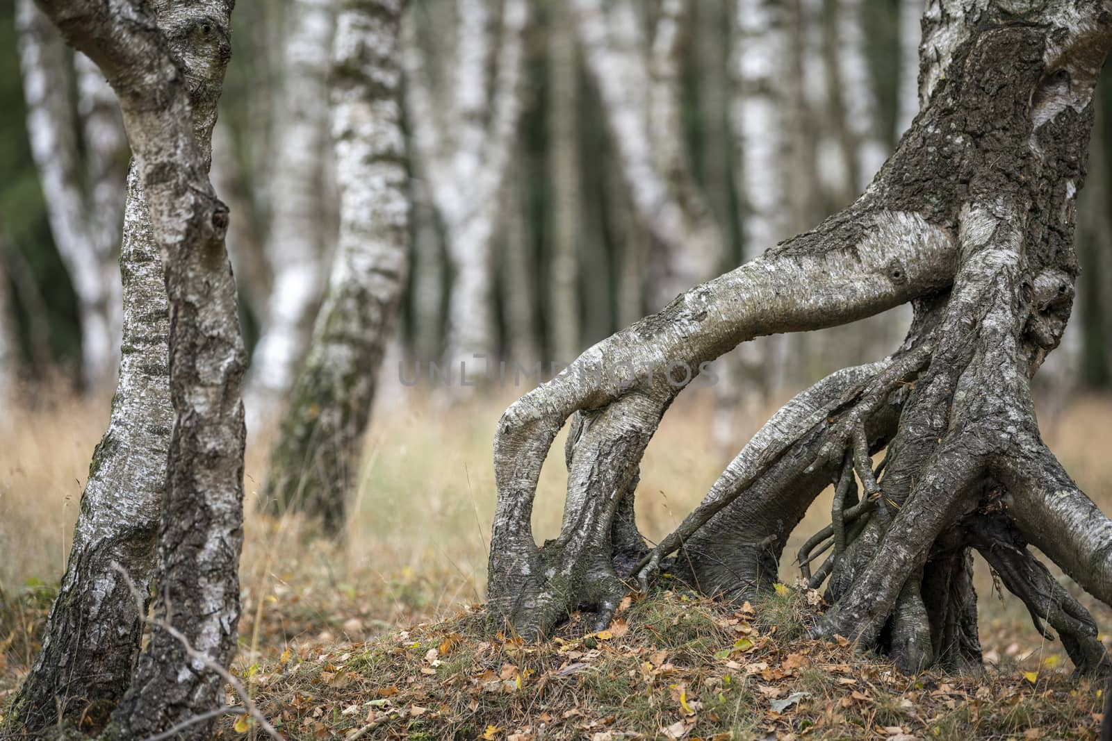 Birch forest with grass in the foreground
 by Tofotografie