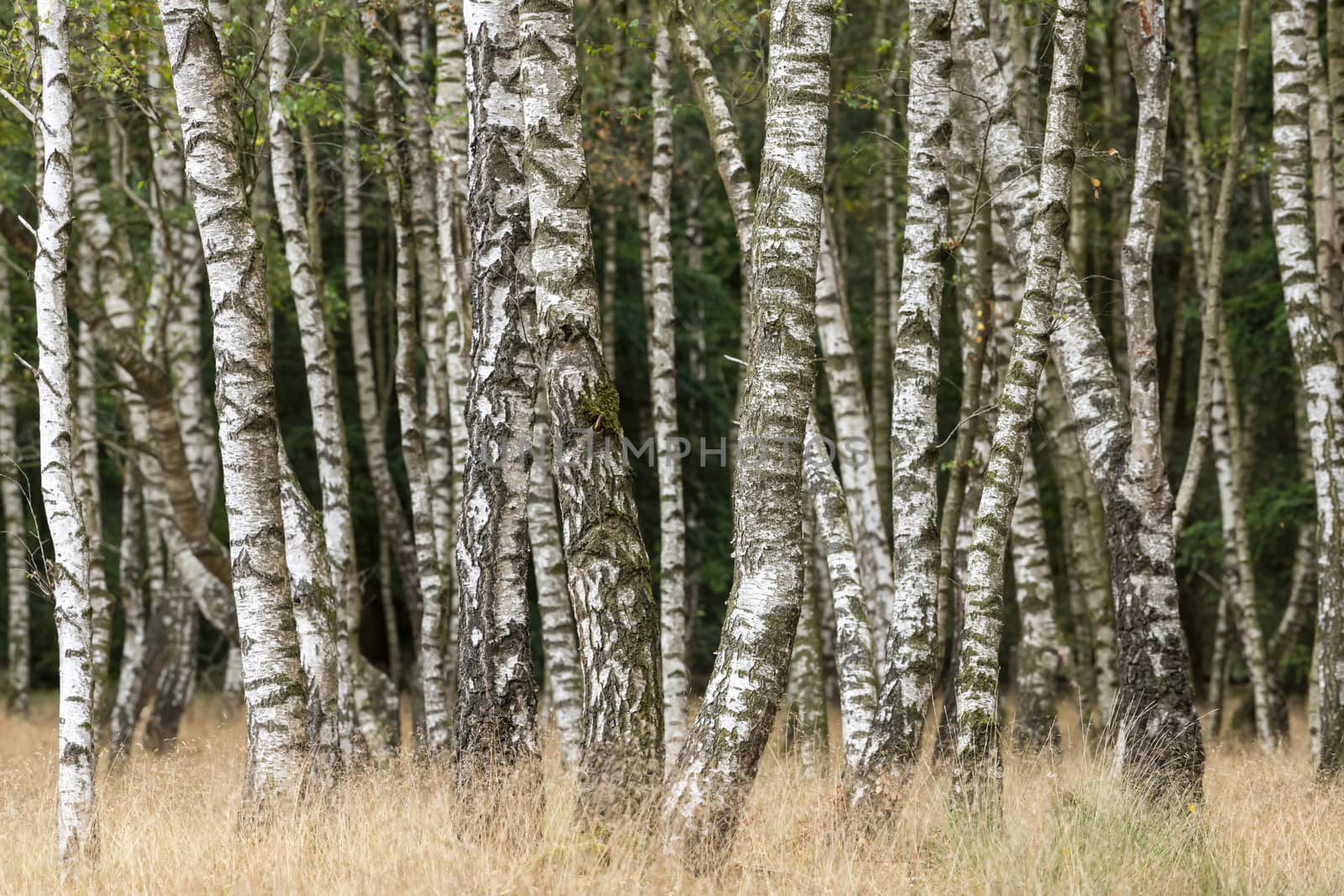 Birch forest with grass in the foreground
 by Tofotografie