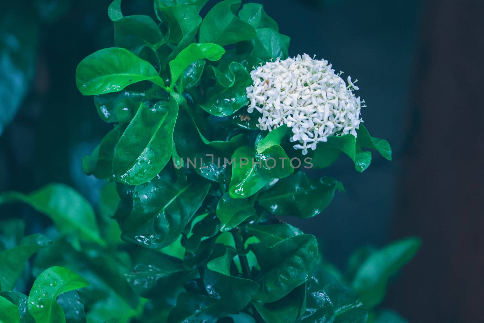 White flower between green leaves by amr_lal