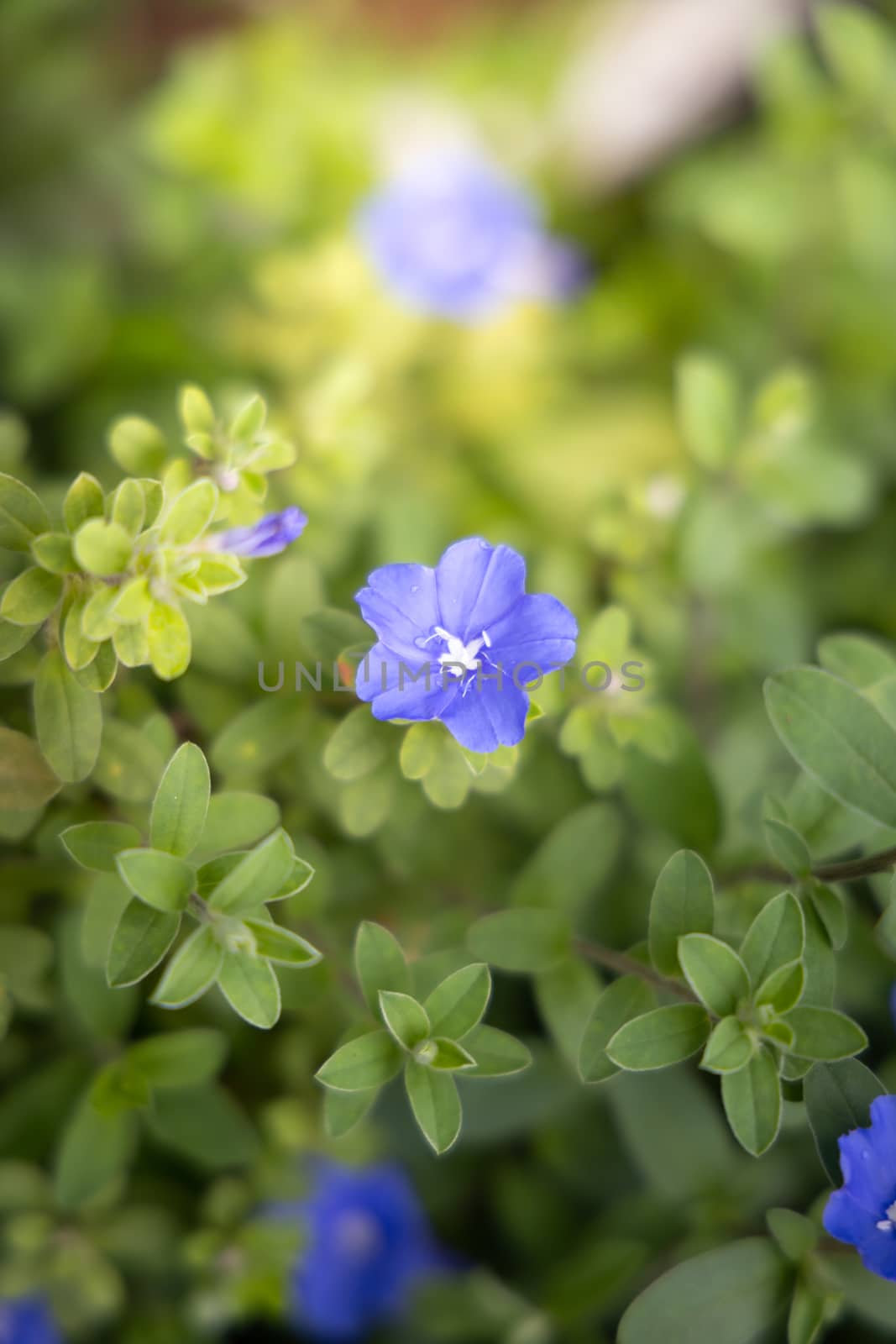 The background image of the colorful flowers, background nature