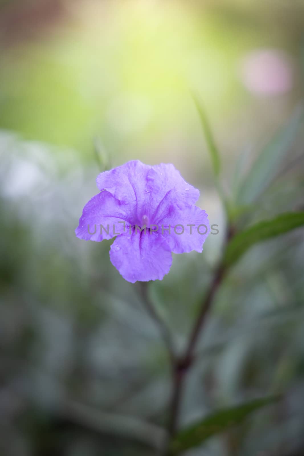 The background image of the colorful flowers by teerawit