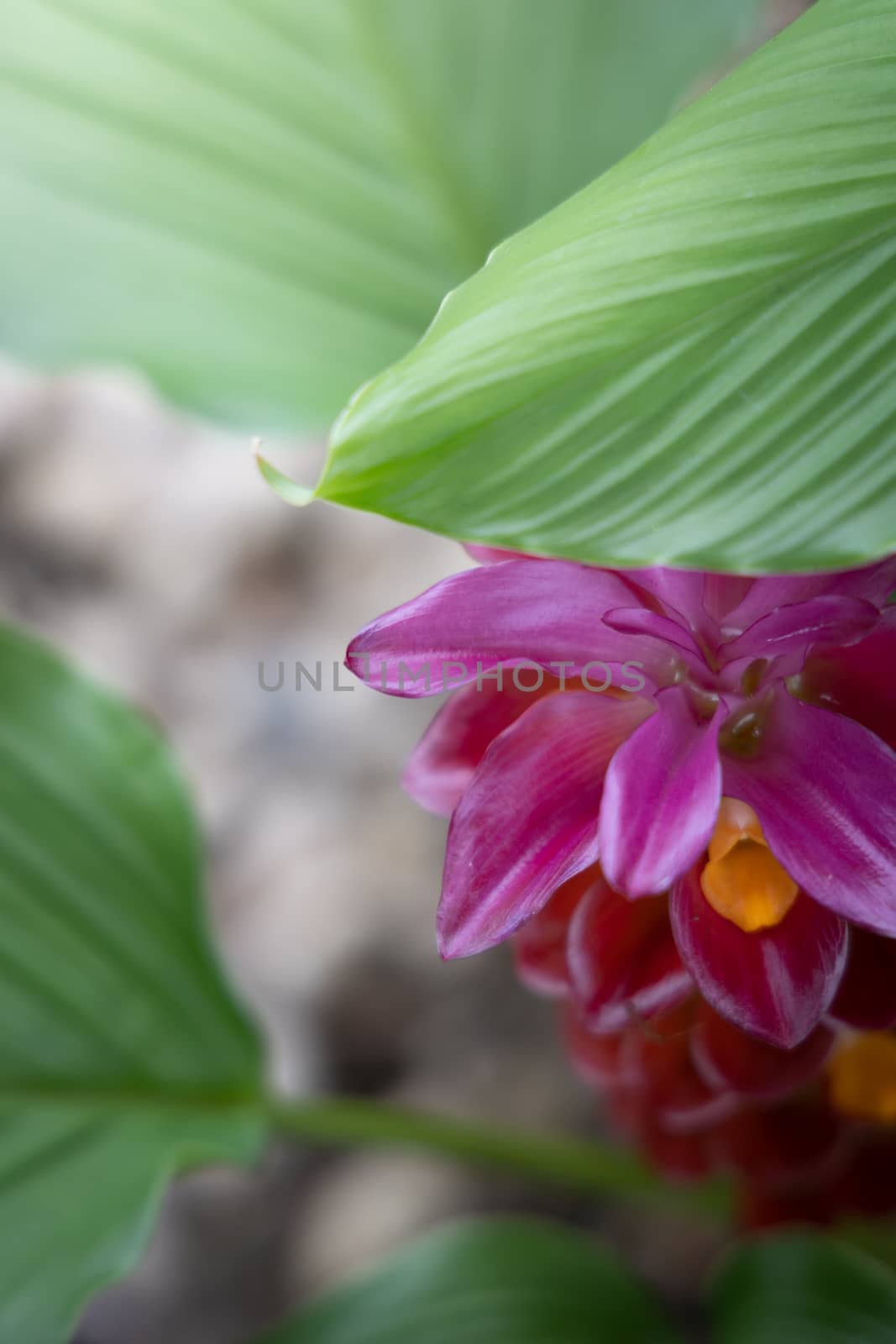 The background image of the colorful flowers, background nature