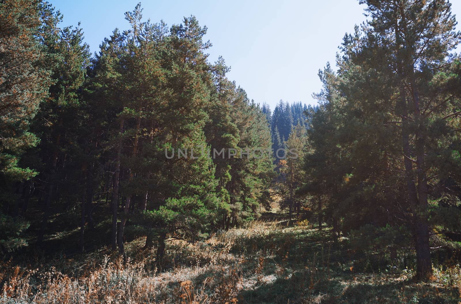 Pine trees in mountain forest