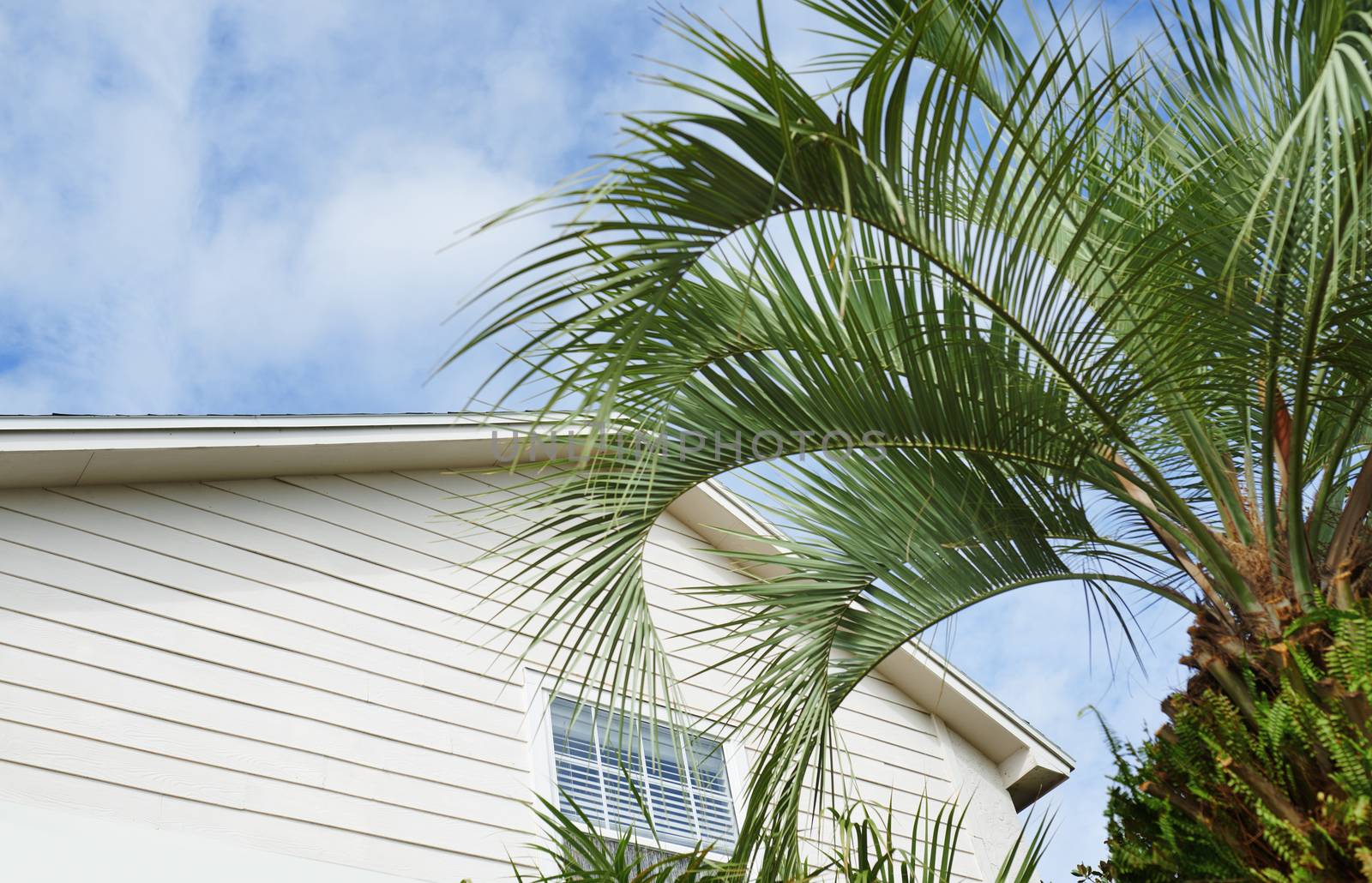 Residential building and palm tree at the backyard