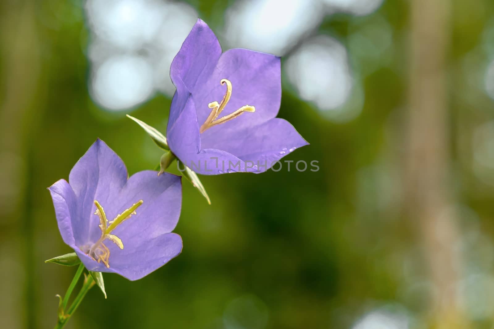 Flowers Blue campanula on the edge of the forest. Beautiful wild flower closeup with copy space.