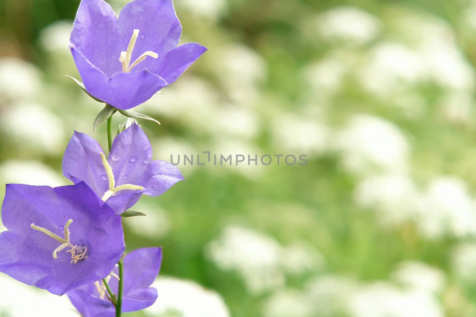 Flowers Blue campanula on the edge of the forest. Beautiful wild flower closeup with copy space.
