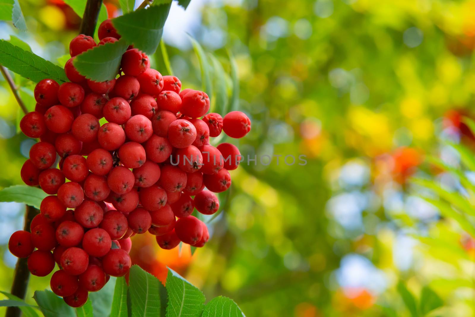 Ripe red bunches of rowan on a tree in late summer, close up.