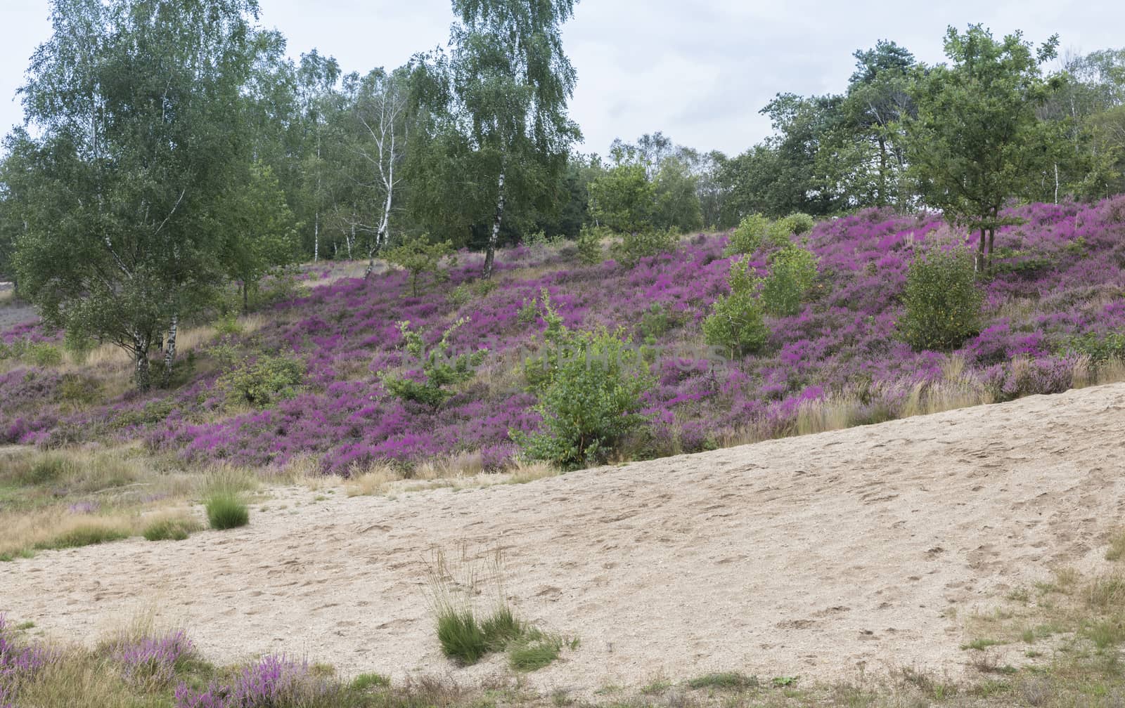 because of the rain, a beautiful purple heather field has blossomed on the Veluwe in the Netherlands