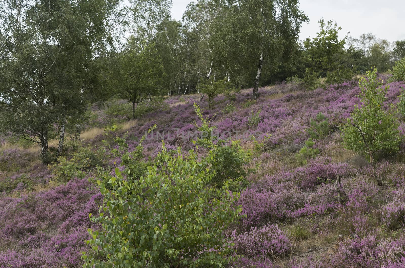 because of the rain, a beautiful purple heather field has blossomed on the Veluwe in the Netherlands