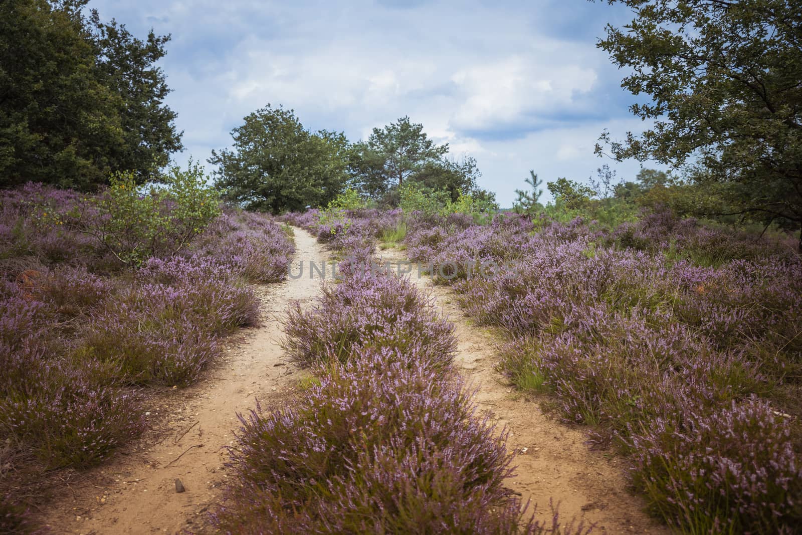 because of the rain, a beautiful purple heather field has blossomed on the Veluwe in the Netherlands