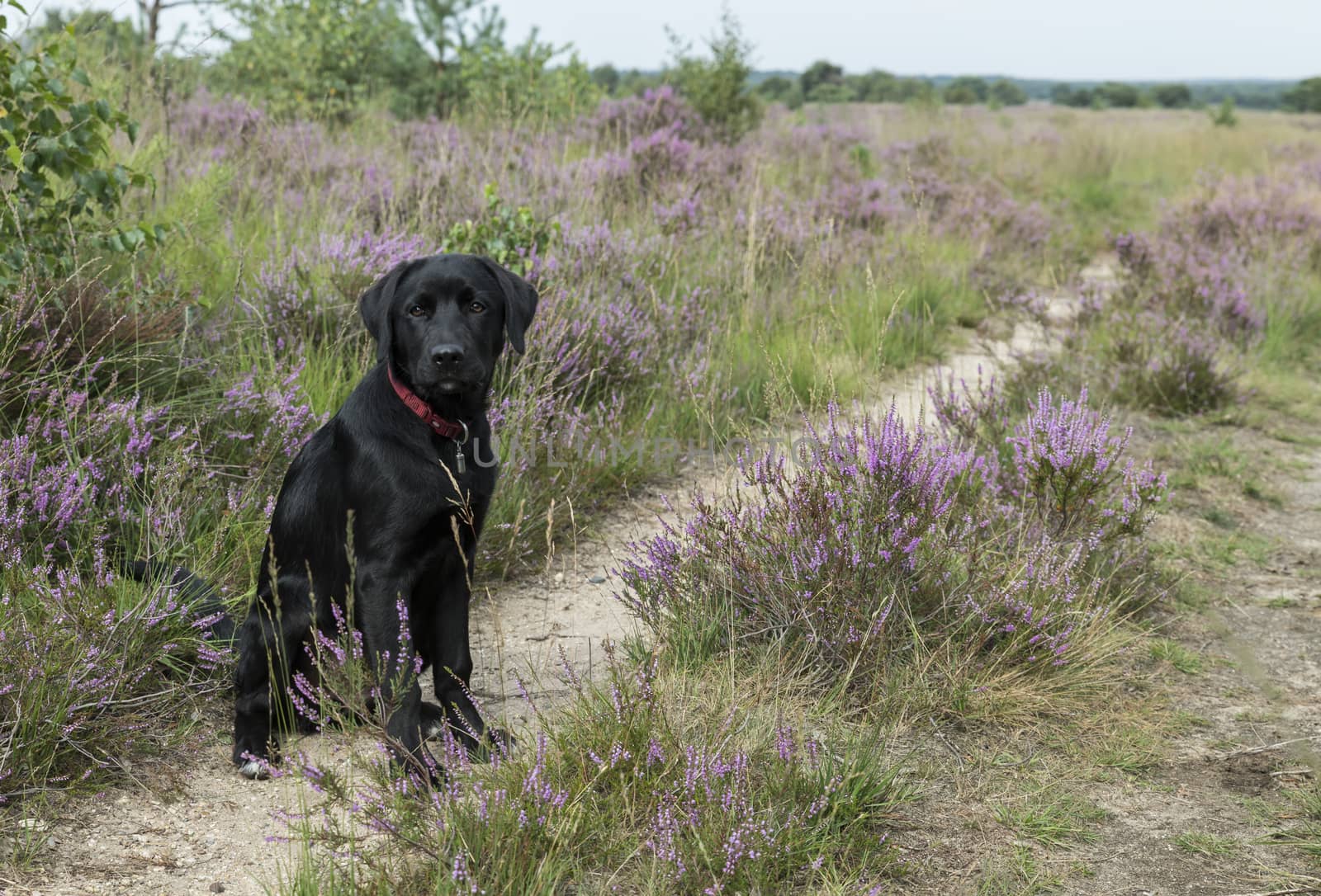 four month old labrador pup sitting in the heather nature outdoor 