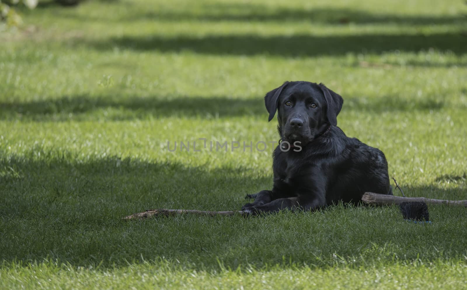 four month old labrador pup laying in the garden on the grass
