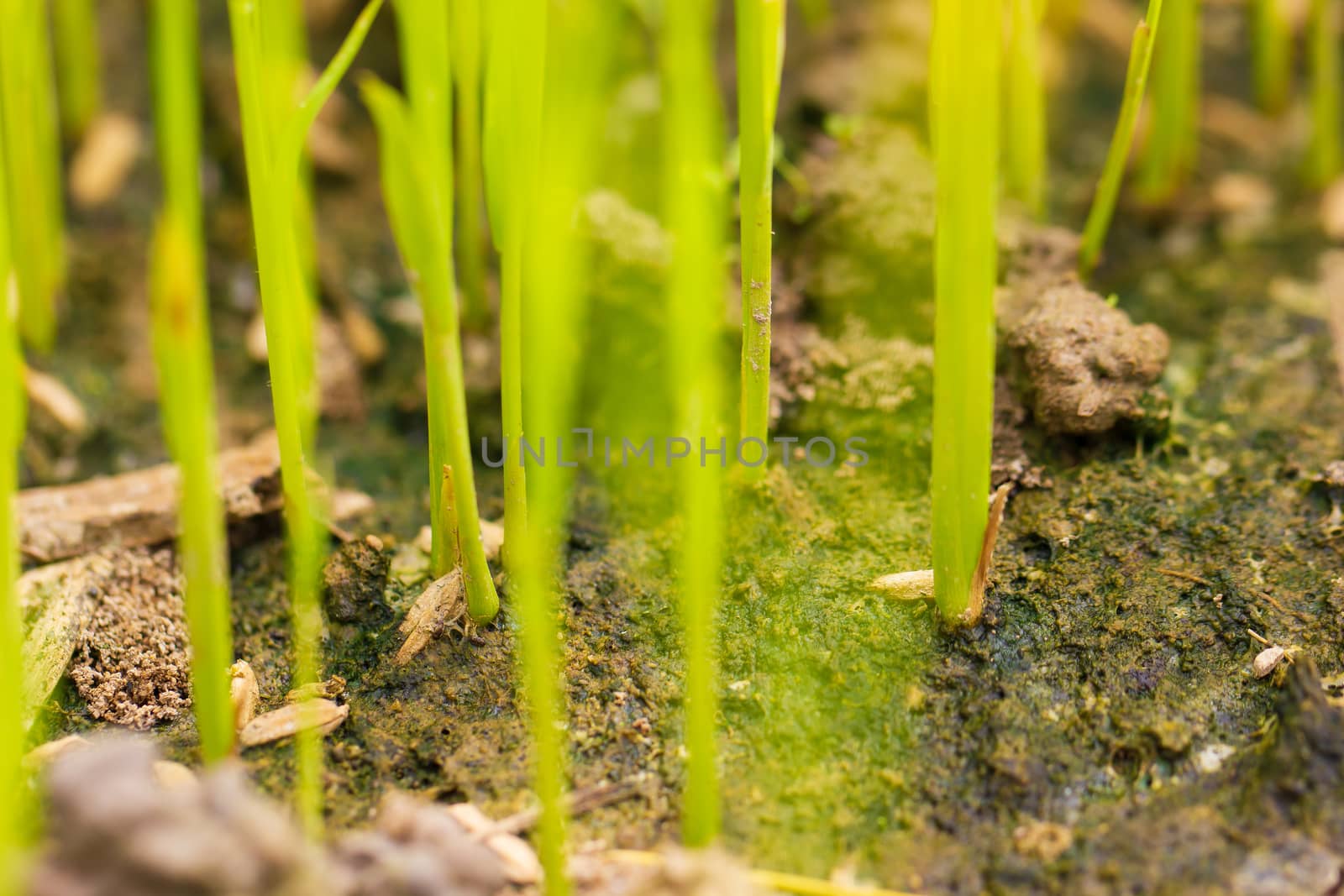 Baby rice tree at organic farm in daylight. Concept of agricultu by SaitanSainam