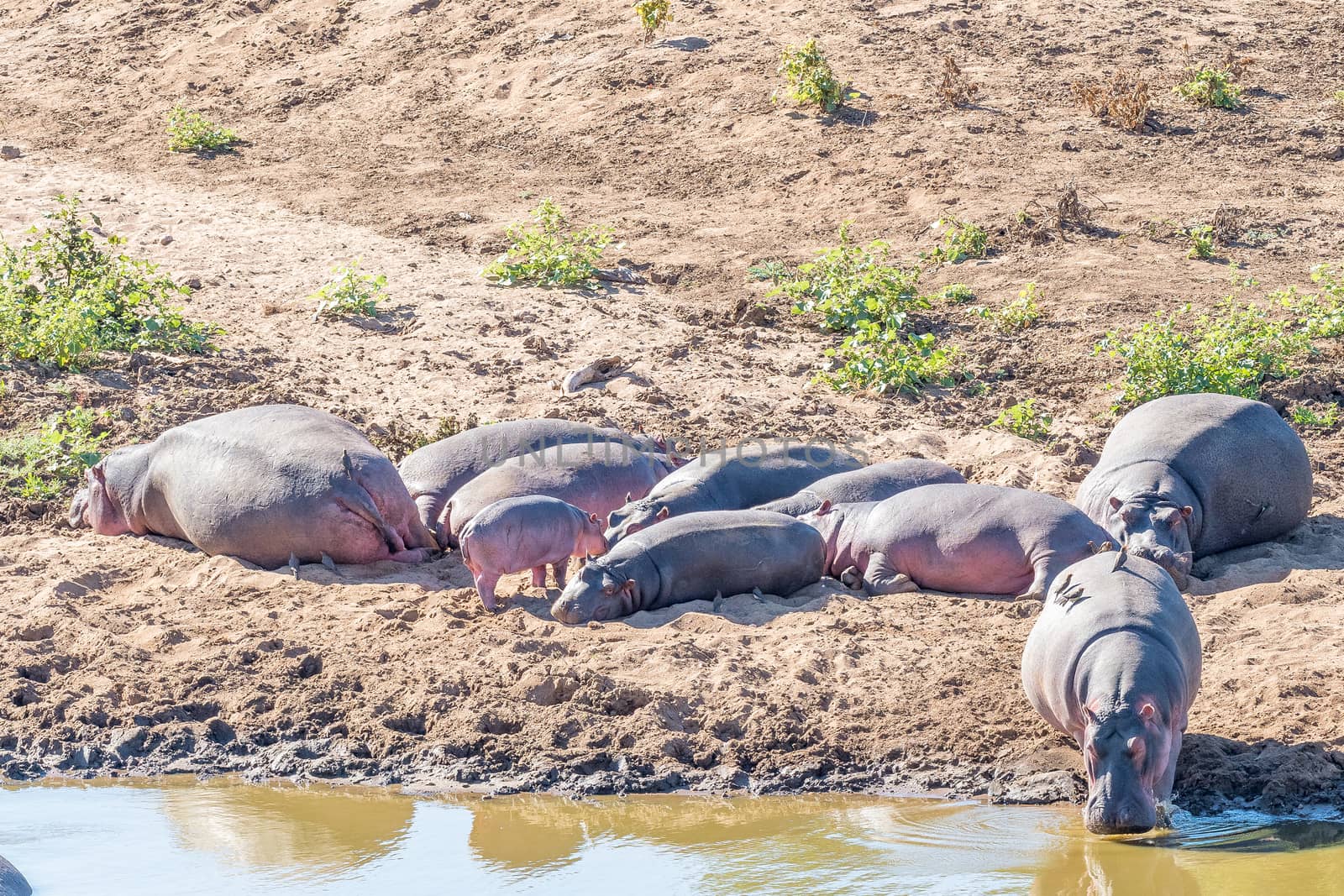 Herd of hippos sleeping next to a river by dpreezg