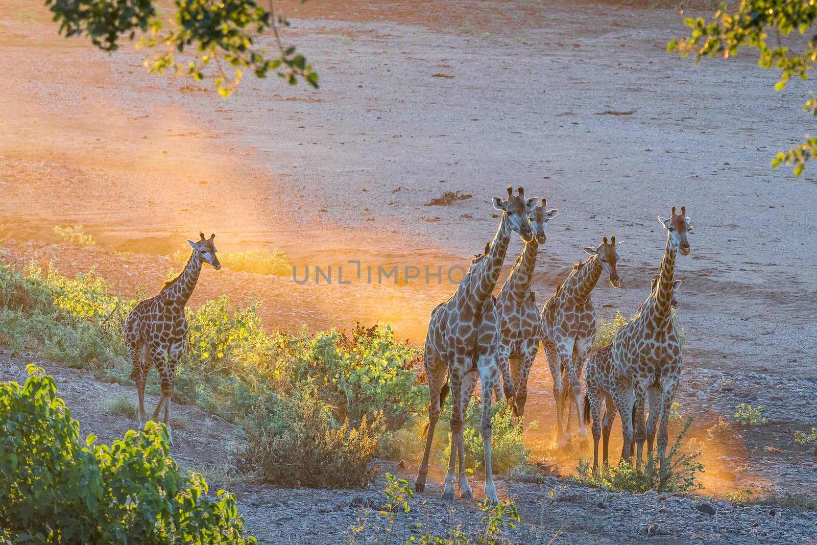 Giraffe herd in the last rays of sunlight by dpreezg