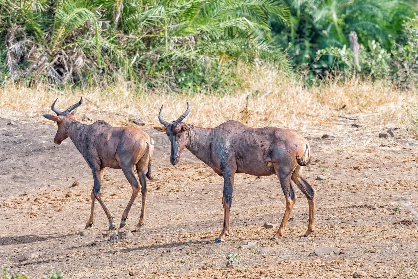 Two tsessebe antelopes on a gravel road by dpreezg