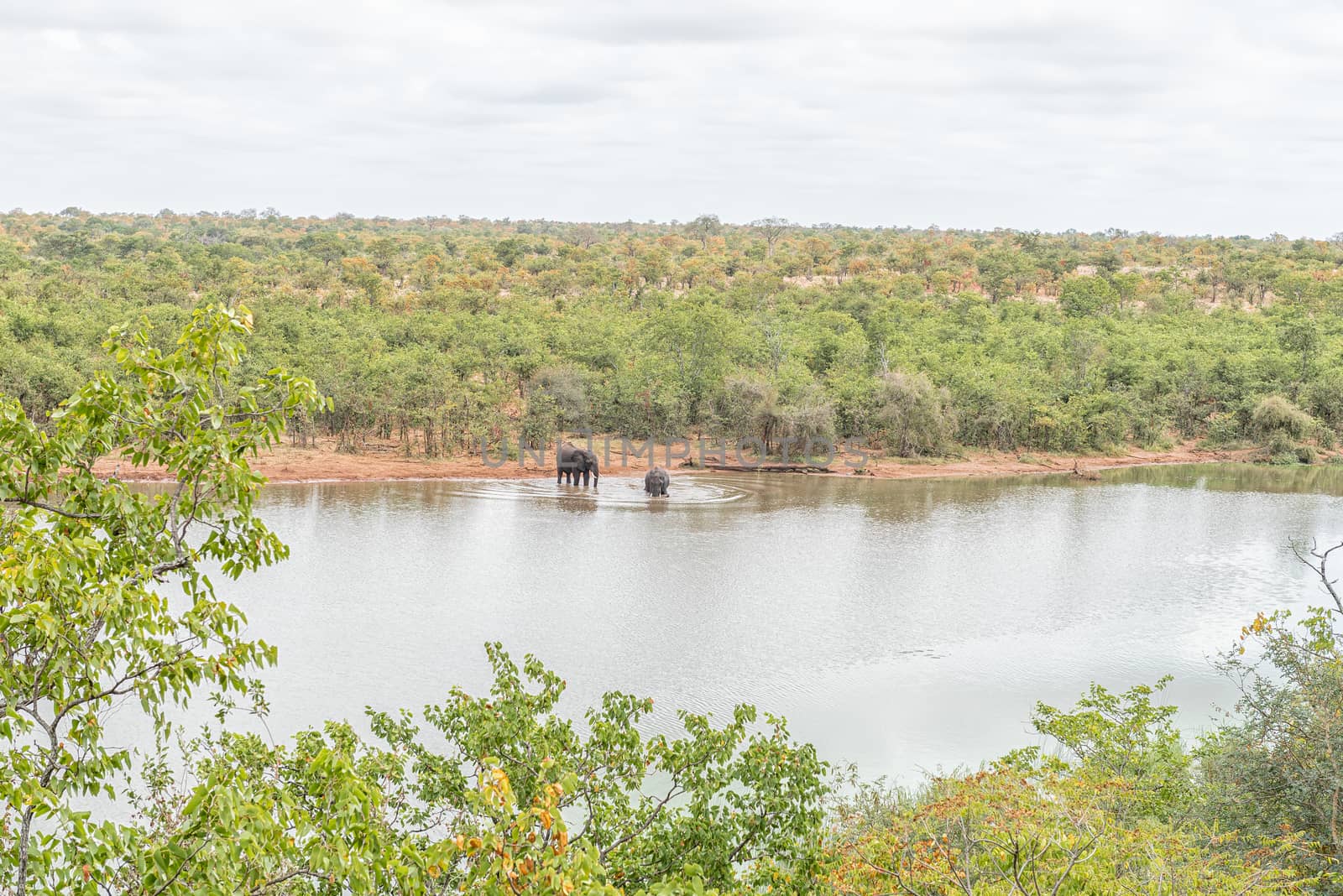 African elephants, Loxodonta africana, in the Pioneer Dam by dpreezg