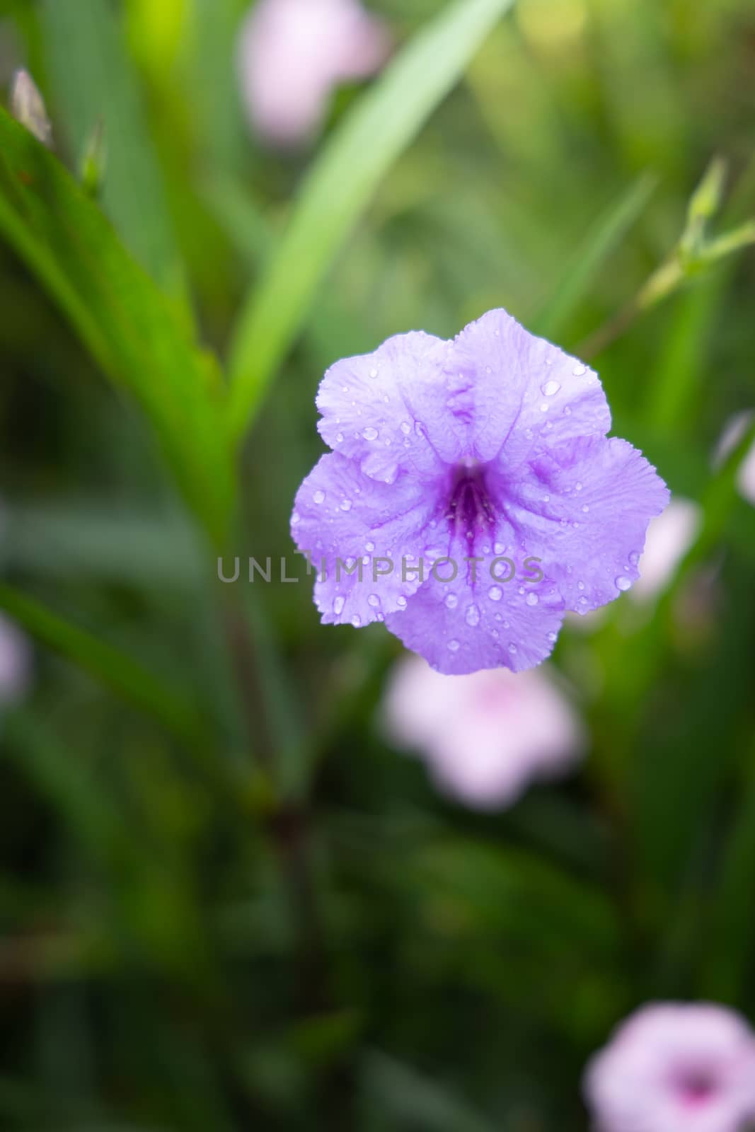 The background image of the colorful flowers by teerawit