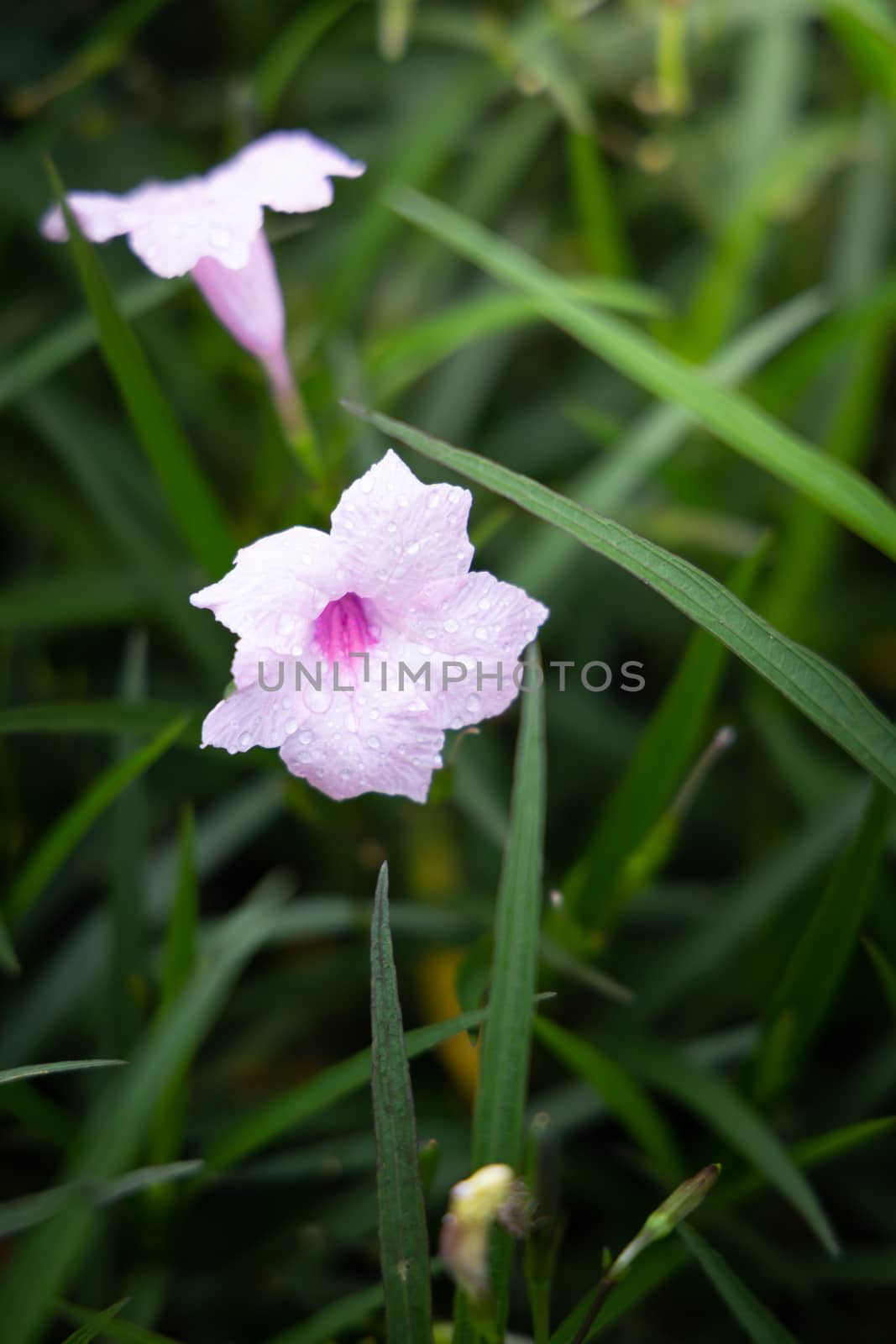 The background image of the colorful flowers by teerawit