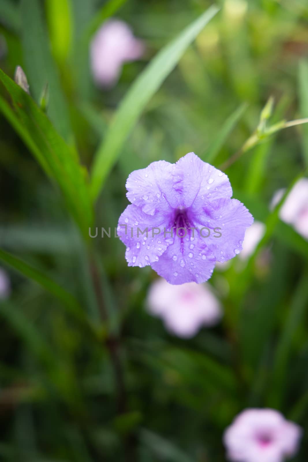 The background image of the colorful flowers by teerawit