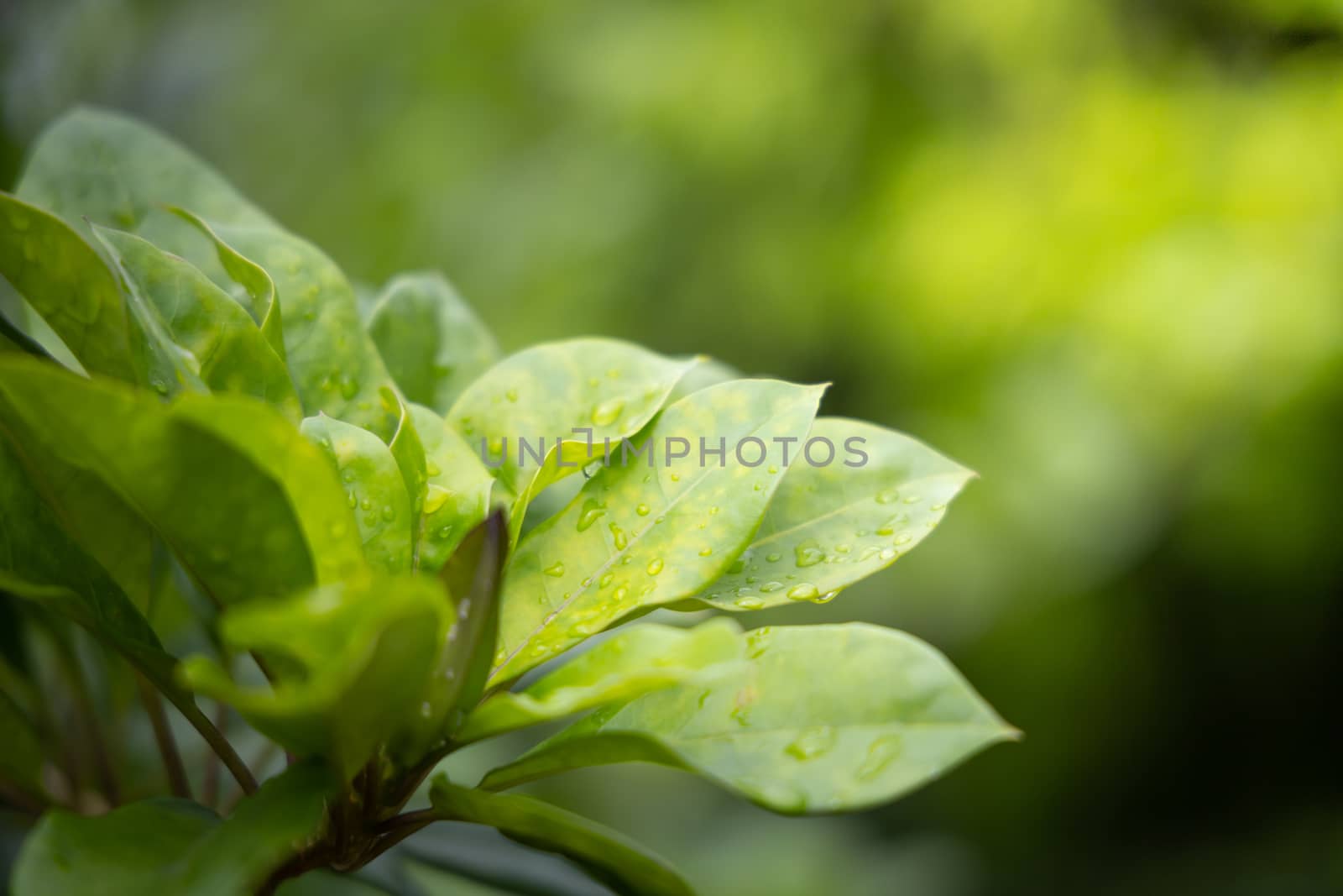 Close Up green leaf under sunlight in the garden. Natural background with copy space.