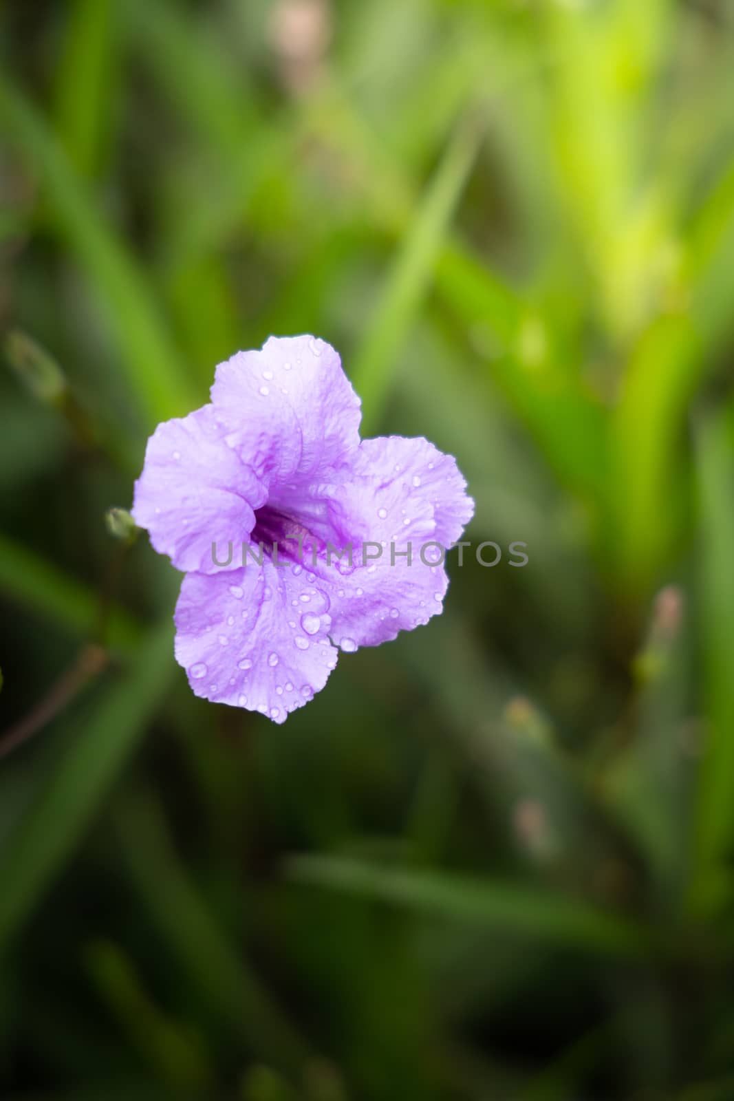 The background image of the colorful flowers, background nature