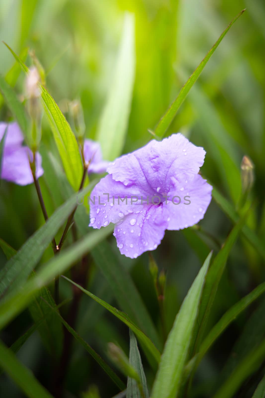 The background image of the colorful flowers by teerawit