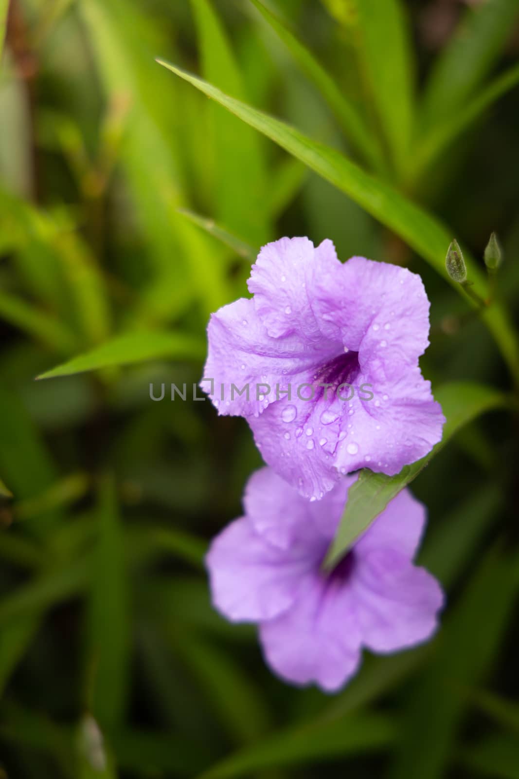 The background image of the colorful flowers by teerawit